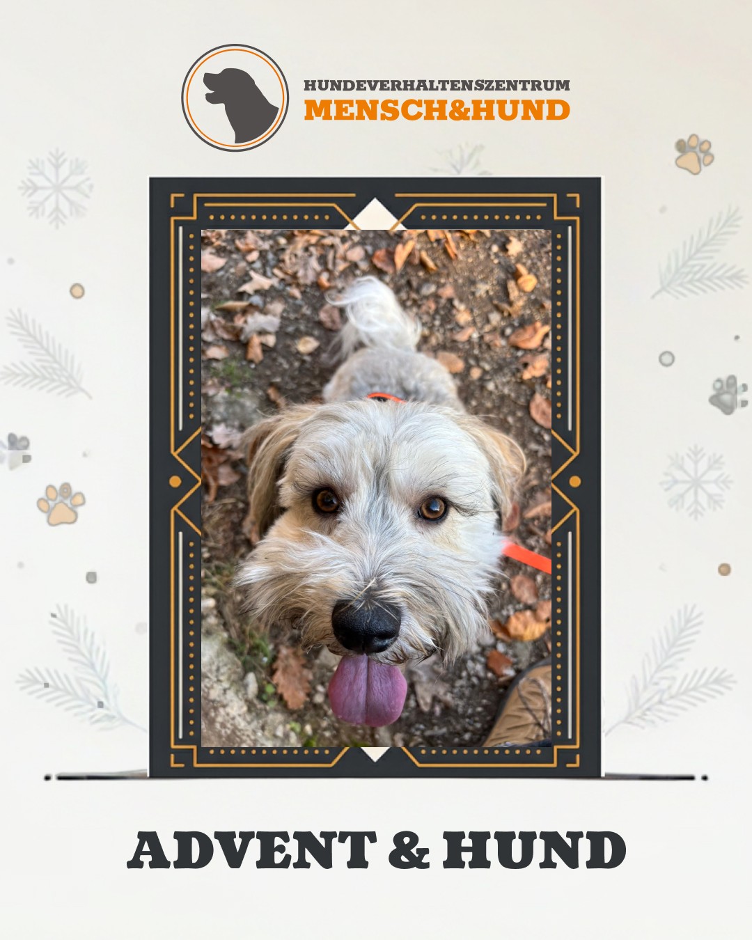Advent-und-Hund Social-Media-Motiv im HVZ-Kalenderdesign